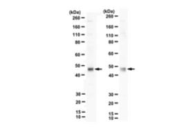 PDGF-D Rabbit anti-Human, Polyclonal, MilliporeSigma 25 &mu;g;Unconjugated:Antibodies,